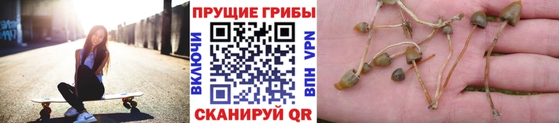 Галлюциногенные грибы Psilocybe сколько стоит Березники